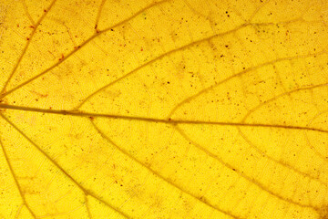 Aufkleber - old yellow leaf. background for design