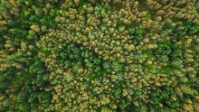 Top Down View Autumn Forest, Fall Woodland. Aerial Time-lapse, Timelapse. Green Golden Treetops Sway In Wind. Colorful Texture In Nature. Woods, Natural Background In Fast Motion. Zoom In And Spin