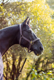 Fototapeta Konie - head of a dark Bay German horse in a halter, a Bavarian horse breed