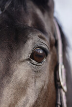 Head And Eye Of A Horse Close-up