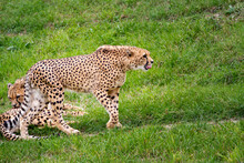 Wild Adult And Fast Cheetah On A Walk On The Green Grass In Nature In The Park During The Day