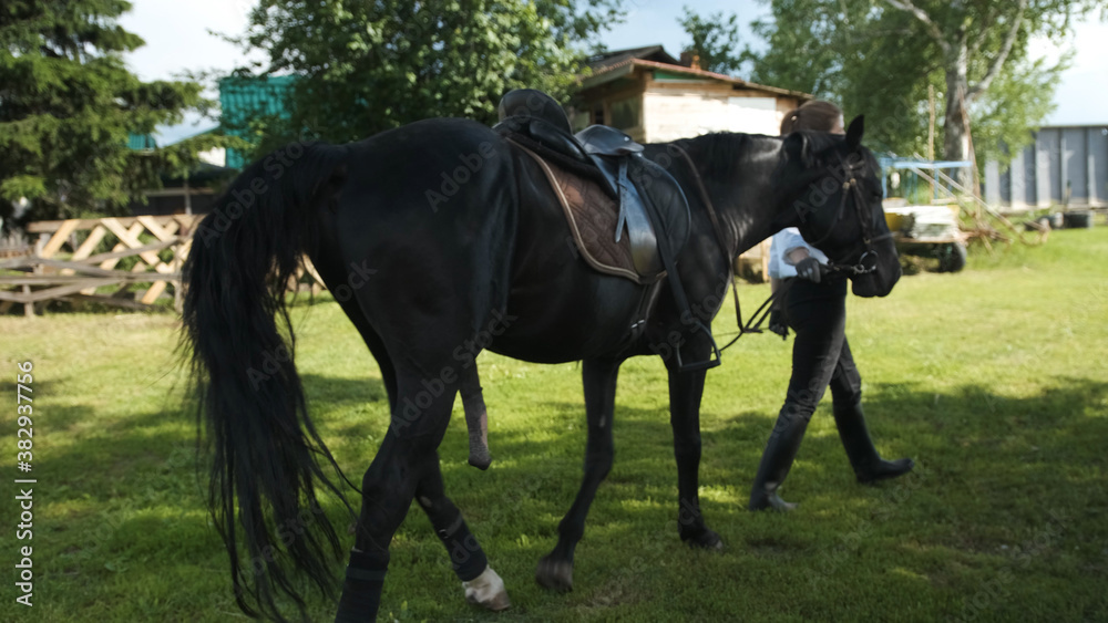 photo-stock-girl-in-a-white-shirt-and-black-pants-leads-a-horse-with-an