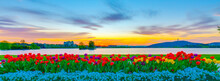 Colorful Arrangement Display Of Tulips, Flowers, Blooms And Blossoms At Lake Burley Griffin In Canberra, The Capital City Of Australia 