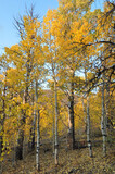 Fototapeta Las - A grove of trees with beautiful orange, yellow and golden fall colors on a bright sunny autumn day in California