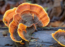 Stereum Ostrea Bracket Fungi (Sunset Fungi Or False Turkey-tail) Growing On A Fallen Log In Copeland Tops Rainforest, NSW, Australia