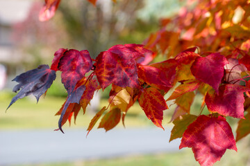 Wall Mural - macro abstract texture background of early autumn color leaves on a red maple tree on a sunny day, w