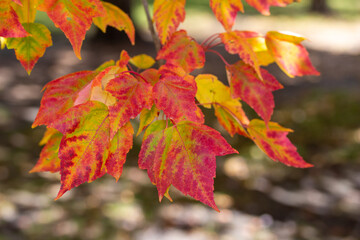 Wall Mural - macro abstract texture background of early autumn color leaves on a red maple tree on a sunny day, w