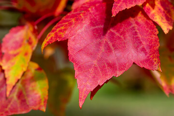 Wall Mural - macro abstract texture background of early autumn color leaves on a red maple tree on a sunny day, w