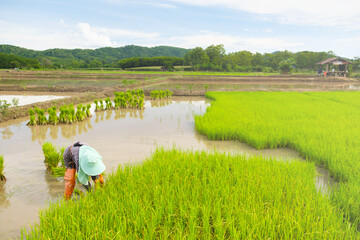 Wall Mural - Farmers are preparing rice varieties for planting.Farming in the countryside.Farming on the ground.Transplanting rice seedlings for planting.