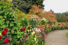A Picture Of A Well-tended Dahlia Garden And A Pathway.   Victoria BC Canada
