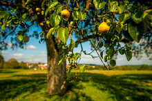 Cider Tree With Ripe Pears And Village In The Background