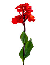 Canna Flower, Red Canna Lily With Leaf, Tropical Flowers Isolated On White Background, With Clipping Path 