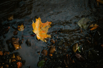 Poster - Closeup shot of stepping autumn leaf on the water