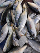 © anant_kaset - Short mackerel ( Rastrelliger brachysoma ) fishes with ice on in a steel tray. Sea fish in market. Thailand