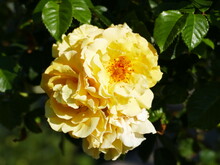 Offene Blüten Gelber Rosen Open Blossoms Of Yellow Roses