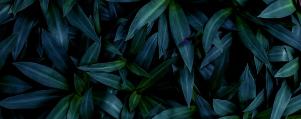  closeup tropical green leaf background. Flat lay, fresh wallpaper banner concept