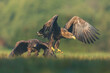 Two White tailed Eagle (Haliaeetus albicilla) fighting in the air. Flying Sea Eagle.