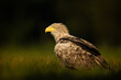 White tailed eagle (Haliaeetus albicilla)