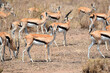 Small herd of Thomson gazelle on the savannah, Serengeti National Park, Tanzania
