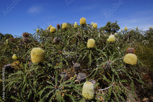 Native Australian flora: Shrub of Banksia speciosa with bright yellow flowers, natural habitat in Southwest Western Australia