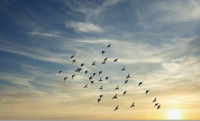 birds flying over the sunset sky