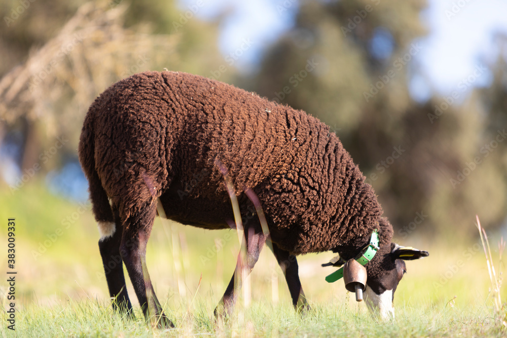 Romane Rzaza Foto de Stock Cordera (oveja) negra de raza INRA 401 (Romane) pastando ...