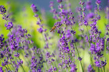 Fototapeta Kwiaty - Selective focus on the lavender flower in the flower garden - lavender flowers lit by sunlight.