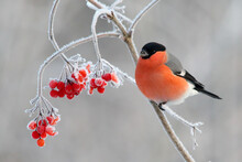 Bullfinch Bird In Winter, Bright Red Bird On Frosty Branch With Berries Pyrrhula Pyrrhula