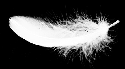 Wall Mural - Real photo of feathers, white feathers in black background