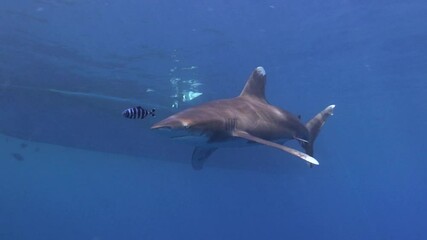 Canvas Print - Detail of a longimanus shark swimming calmly