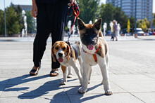 Portrait Of Attractive Young Woman Walking With Her American Akita Inu Puppy And Beagle, Foliage Background. Female With Her Two Dogs On A Leash Outdoors At The City Square. Close Up, Copy Space.