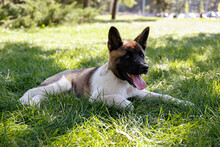 Portrait Of Funny Young American Akita Inu Puppy On The Walk In The Park, Resting On Juicy Green Mowed Lawn. Small Dog With Black, Brown And White Stains Outdoors. Background, Copy Space, Close Up.