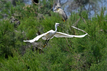 Wall Mural - flying Little egret / fliegender Seidenreiher (Egretta garzetta) 