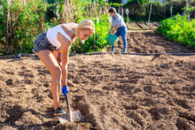 Young Attractive Blonde Working In Vegetable Garden On Sunny Fall Day, Digging Soil With Shovel