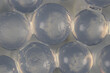 Sodium alginate is a cell wall component of marine brown algae for education in Laboratory.