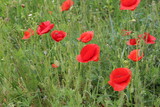 Fototapeta Krajobraz - Red poppies blooming in the summer meadow