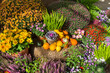 Autumn composition of flowers and pumpkins.