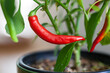 A red cayenne chilli pepper growing on a plant indoors.
