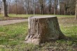 Cut tree trunk stump in a park