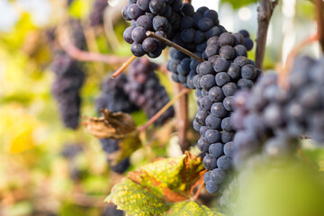 Natural background where focus is soft. Macro shot.  Autumn harvest. Grapes.