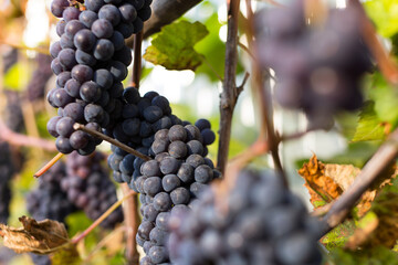 Natural background where focus is soft. Macro shot.  Autumn harvest. Grapes.