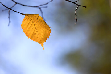 Wall Mural - alone autumn leaf on tree twig