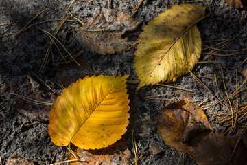 Wall Mural - abstract autumn leafage