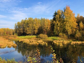 Wall Mural - Beautiful landscape of autumn trees in the forest 