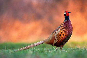 Wall Mural - Male common pheasant, phasianus colchicus, standing on meadow in autumn nature. Proud bird looking on field in summertime. Ring-necked feathered animal observing on grass with copy space.