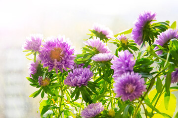 Blooming purple asters in pots on the balcony.