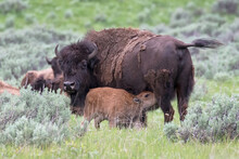 Original Wildlife Photograph Of A Baby Bison Nursing From It's Mother In A Field