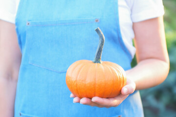 Wall Mural - home grown golden pumpkin, open air.