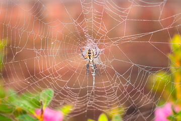 Wall Mural - A close up of a writing spider and web with water droplets on the web and a blurred background.