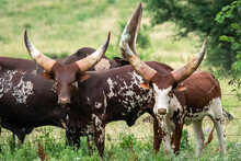 Ankole-Watusi Cattle (Hybrid Bos (primigenius) Taurus/indicus) Grazing On An Oklahoma Farm